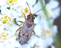 Nysius ericae