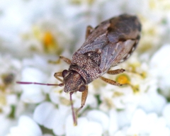 Nysius ericae