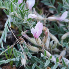 Astragalus testiculatus