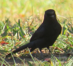 Melaenornis pammelaina ater