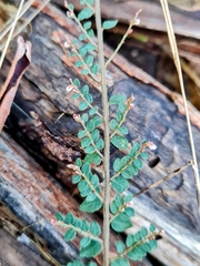 Bossiaea decumbens