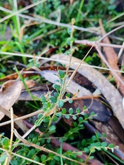 Bossiaea decumbens