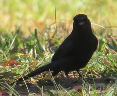 Melaenornis pammelaina ater