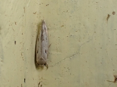 Mompha brevivittella