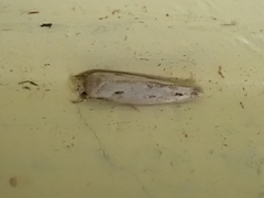 Mompha brevivittella