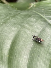 Isomerocera quadrilineata