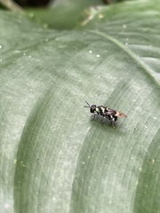 Isomerocera quadrilineata