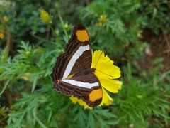 Adelpha fessonia