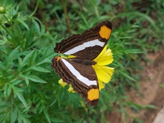 Adelpha fessonia