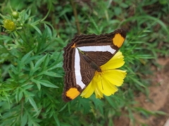 Adelpha fessonia