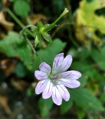 Geranium versicolor