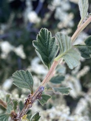 Holodiscus discolor microphyllus