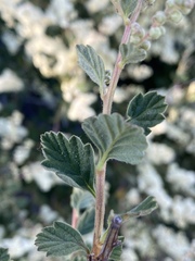 Holodiscus discolor microphyllus