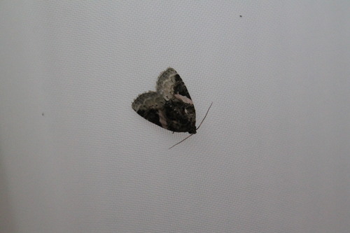 Pink-barred Pseudeustrotia Moth photo 5