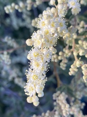 Holodiscus discolor microphyllus