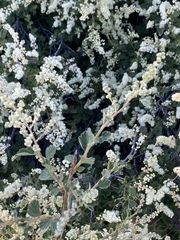 Holodiscus discolor microphyllus