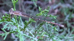 Sympecma fusca