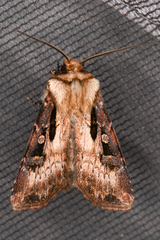 Agrotis vancouverensis