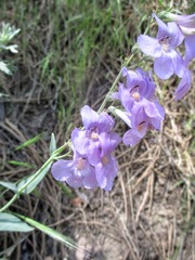 Penstemon secundiflorus