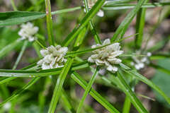 Cyperus tenerrimus