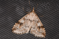 Udea washingtonalis