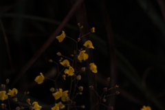 Utricularia hispida