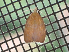 Acleris curvalana