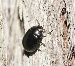 Paropsisterna irina