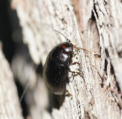 Paropsisterna irina