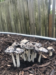 Coprinopsis annulopora