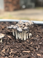 Coprinopsis annulopora