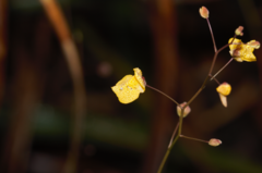 Utricularia hispida