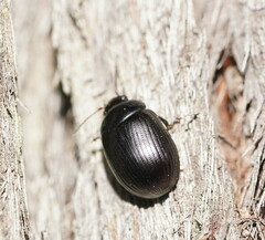 Paropsisterna irina