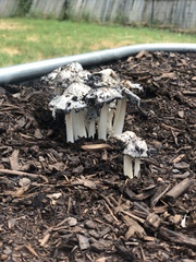 Coprinopsis annulopora