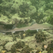 Dusky Smooth-Hound - Photo (c) Neil DeMaster, some rights reserved (CC BY-NC), uploaded by Neil DeMaster