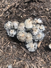 Coprinopsis annulopora