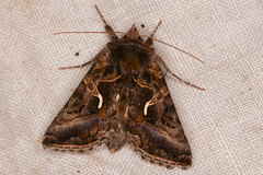 Autographa sansoni