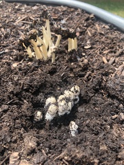 Coprinopsis annulopora