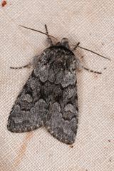 Lasionycta fergusoni