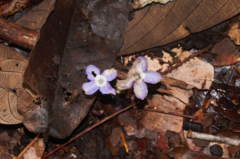 Voyria caerulea
