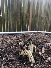 Coprinopsis annulopora