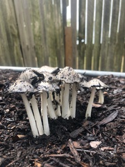 Coprinopsis annulopora