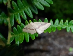 Cyclophora maderensis