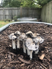 Coprinopsis annulopora