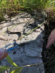 Thamnophis brachystoma