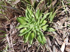 Alstroemeria ligtu ligtu