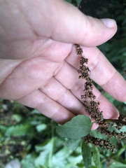 Rumex