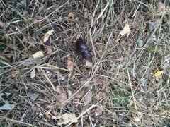 Lucanus tetraodon tetraodon