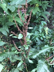 Rumex
