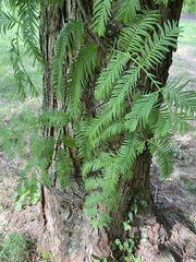 Metasequoia glyptostroboides